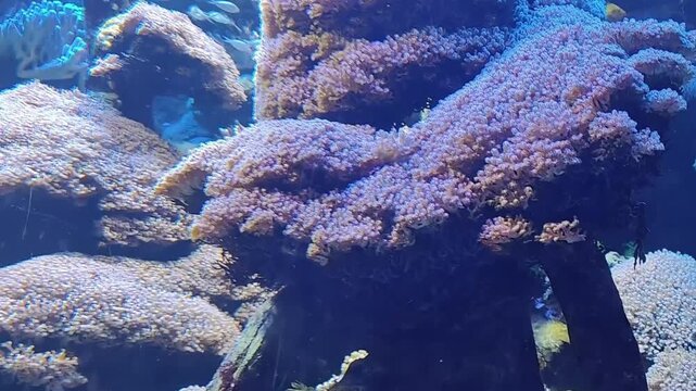 Vibrant coral reef ecosystem with diverse marine life and colorful anemones