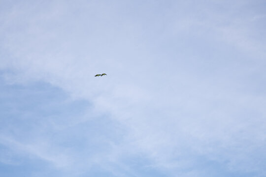 Couple of green parrots flying under cloudy blue skies