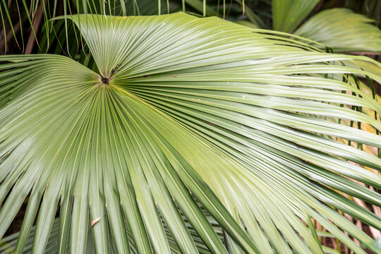 Closeup of green palm leaves