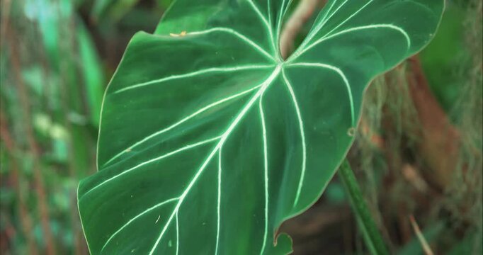 Large Tropical Anthurium Leaf with Distinct White Veins