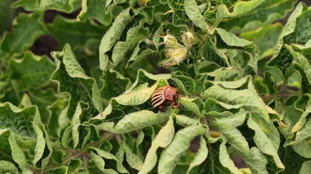 Camera moves from an adult Colorado potato beetle on a leaf to another bush with young red larvae. Agricultural pest lifecycle, insect infestation and crop protection concept.