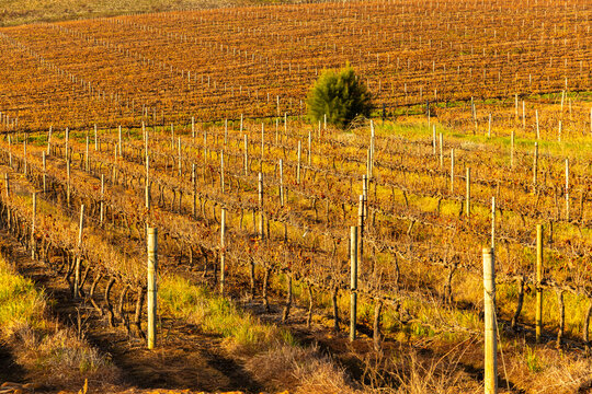 sunrise light on vineyard, Stanford, South Africa