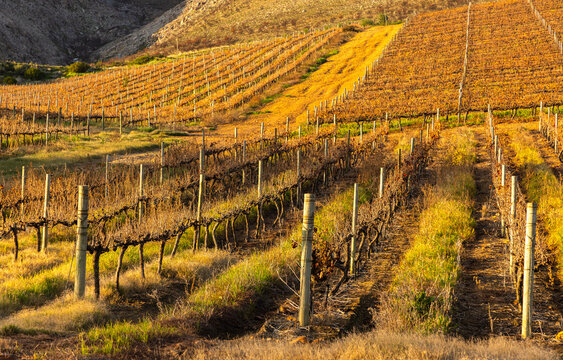sunrise light on vineyard, Stanford, South Africa