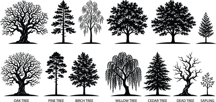 Tree silhouette icons featuring oak, pine, birch, willow, cedar, dead tree, and saplingTree silhouette icons featuring oak, pine, birch, willow, cedar, dead tree, and sapling