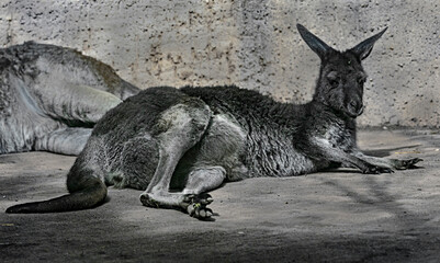 Eastern grey kangaroo on the ground. Latin name - Macropus giganteus  © Mikhail Blajenov