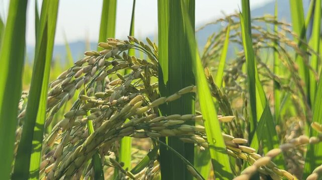 Golden rice panicles remain attached to upright stems across an agricultural area approaching harvest readiness beneath open sky. Farming season.