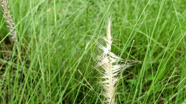 Close-up of a fluffy white cogon grass flower blowing gently in the wind with a blurry vibrant green lawn background.