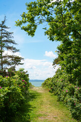 Fototapeta premium Natural dune path with wild roses on the east coast of Denmark. Vertical background for travel and tourism.