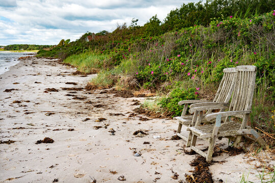 Two weatherd wooden chairs on beach with wild roses on the east coast of denmark. Background for travel and tourism.