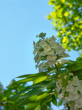 White flowers bloom on Oak leaf Hydrangea a sunny day under a clear blue sky with green leaves nearby