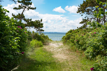 Fototapeta premium Natural dune path with wild roses on the east coast of Denmark. Background for travel and tourism.