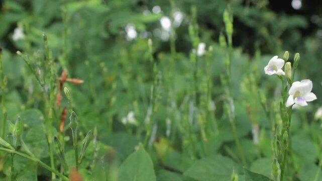 Wild plants Asystasia gangetica with Whitefly