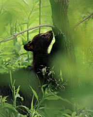 Darling Black Bear Cub Climbing a Tree Claws in bark  © onewildlifer