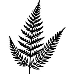 Fototapeta premium Fern line art vector
