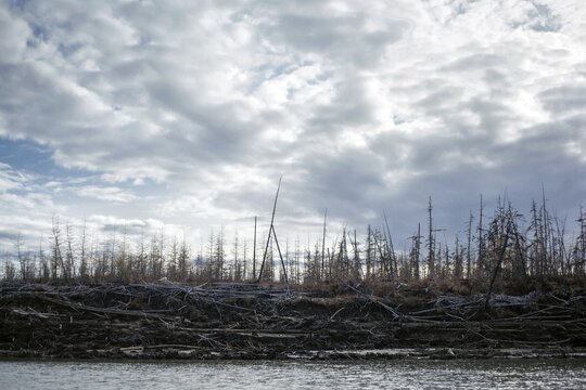 Duwanni Jar, bank of the Kolyma, the bank breaks off due to thawing permafrost, trees sink, drunken trees, Yakutia, Russia