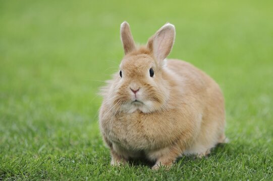 Dwarf rabbit (Oryctolagus cuniculus forma domestica) in a meadow, North Rhine-Westphalia, Germany