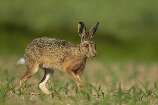 European brown hare (Lepus europaeus) adult animal running in a farmland maize field in summer, England, United Kingdom