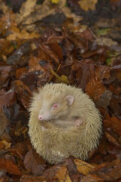 European hedgehog (Erinaceus europaeus) adult white or albino animal on a pile of fallen autumn colour leaves in a garden during hibernation, Suffolk, England, United Kingdom