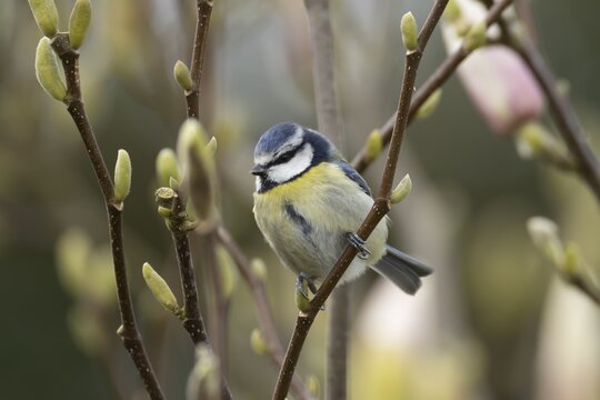 Blue tit (Cyanistes Caeruleus) adult garden bird on a Magnolia tree branch in spring, England, United Kingdom
