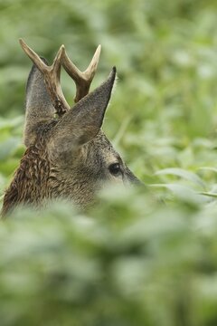 European roe deer (Capreolus capreolus) buck in soybean field, Lower Austria, Austria