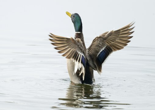 Mallard (Anas platyrhynchos), male, on a lake, flapping his wings, Lower Saxony, Germany