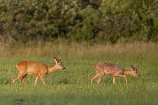 When a third older roebuck (Capreolus capreolus) moves into the meadow, the yearlings move into the enclosure together, summer, summer coat, June, Germany