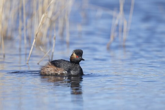 Black necked grebe (Podiceps nigricollis) adult bird in breeding plumage on a lake, Yorkshire, England, United Kingdom
