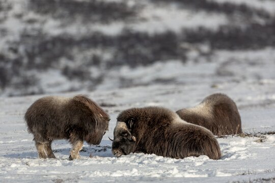 The musk ox calf (Ovibos moschatus) is bored and asks its mother to end the break too, baby animals, winter, snow, cold, tundra landscape, October, Norway