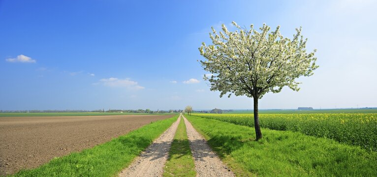 Panorama, field path through fields in spring, cherry trees (Prunus) in blossom, Saalekreis, Saxony-Anhalt, Germany