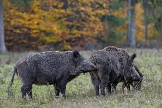 Through scent marks on themselves or on objects, conspecifics of an animal species receive a wide variety of information, this also happens between animals of the same sex, such as these two wild boar (Sus scrofa), physical contact, social behaviour, smell, sniffing, Germany