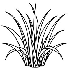 Obraz premium Zoysia Grass line art vector