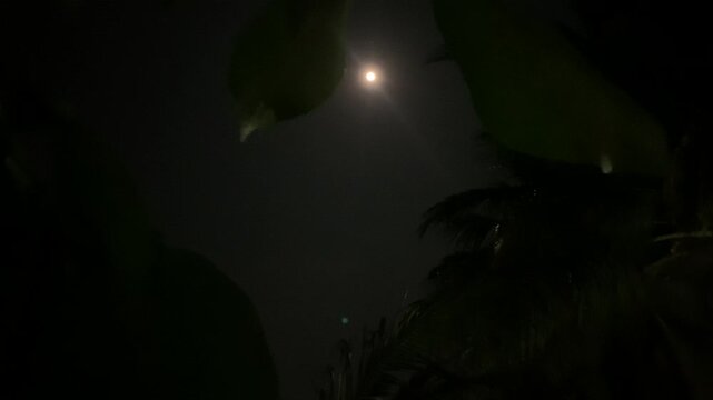 4K moonlit tropical landscape with a bright full moon framed by swaying leaves at Tanjung Lesung Beach, Banten, Indonesia. Perfect for wellness, travel, nature and night-themed projects.
