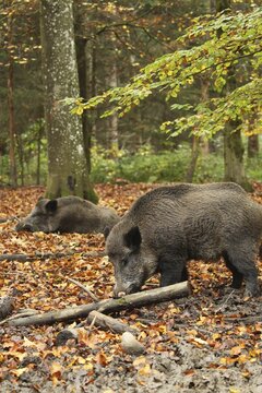 Wild boar (Sus scrofa) Boar looking for common beech (Fagus sylvatica) in colourful autumn leaves, Allg&auml;u, Bavaria, Germany
