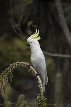 Sulphur-crested cockatoo (Cacatua galerita) adult bird feeding in a tree, Royal Botanic Gardens, Sydney, New South Wales, Australia