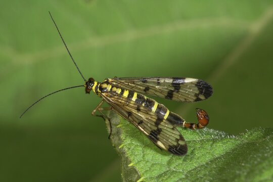 A male scorpion fly (Panorpa communis) with transparent wings on a green leaf, Baden-W&uuml;rttemberg, Germany