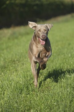 Hunting dog shorthaired Weimaraner, Allg&auml;u, Bavaria, Germany