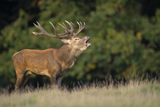 Red deer (Cervus elaphus) in rut, roaring, hunting, Klamptenborg, Copenhagen, Denmark