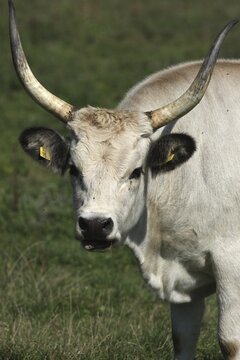 Hungarian domestic cattle (Bos primigenius taurus), steppe cattle, longhorn cattle Hungary