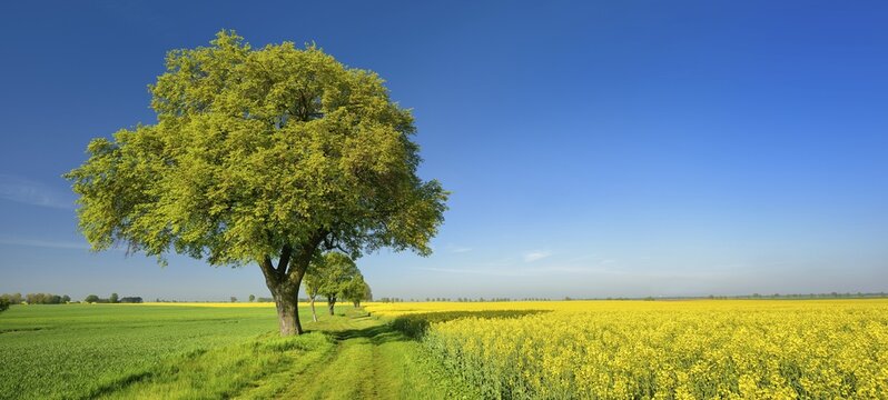 Cultural landscape in spring, old lime trees on a field path between a grain field and a flowering rape field, blue sky, Burgenlandkreis, Saxony-Anhalt, Germany