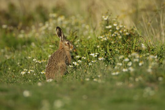 European brown hare (Lepus europaeus) juvenile leveret in grassland with wildflowers in summer, England, United Kingdom