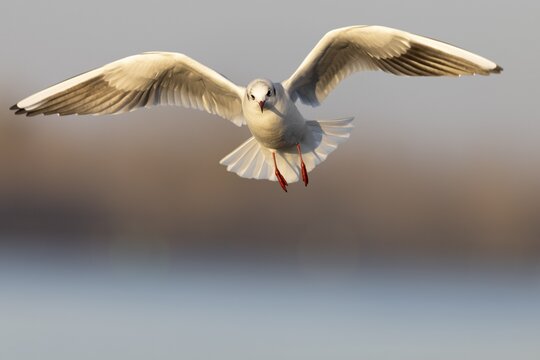 Black-headed gull (Larus ridibundus) in flight, Rhine, Rastatt, Baden-W&uuml;rttemberg, Germany