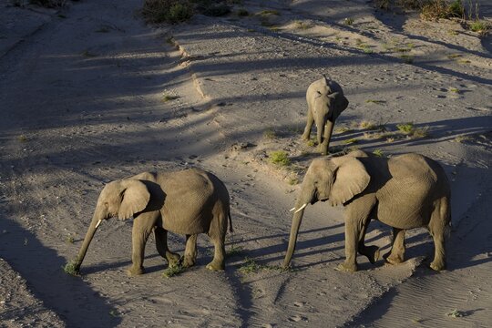 Desert elephants (Loxodonta africana) in the Hoanib dry river, Kaokoveld, Kunene region, Namibia