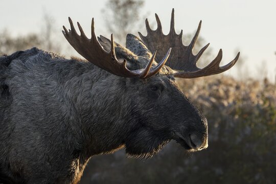 Portrait of a bull moose (Alces alces), October, Denmark