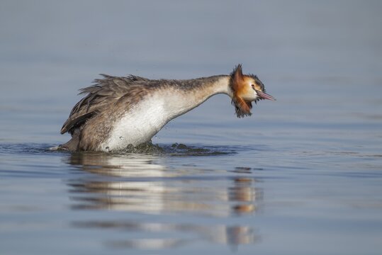 Great crested grebe (Podiceps cristatus) adult bird stretching on a lake, England, United Kingdom