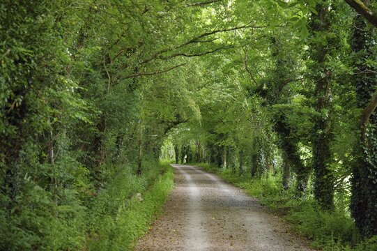 A quiet trail through a thick green forest under a canopy of leaves, Cornwall, Camel Trail, United Kingdom