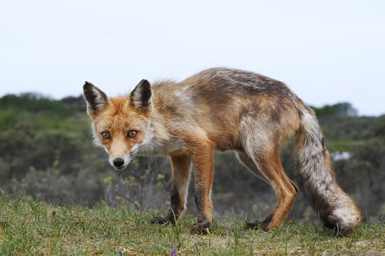 Red fox (Vulpes vulpes), North Holland, Netherlands