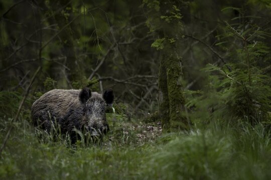 It is rare to be lucky enough to photograph a wild boar (Sus scrofa) in the forest, late spring, early summer, defensive, May, Denmark