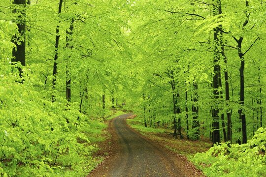 Forest path through natural beech forest in spring, fresh greenery, Steigerwald, Lower Franconia, Bavaria, Germany