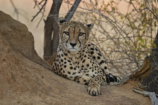 Cheetah (Acinonyx Jubatus) lying next to a termite mound and looking directly into the camera, Okonjima Game Farm, Namibia