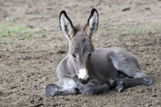 Thuringian Forest Donkey (Equus asinus), foal, Daun Wildlife Park, Vulkaneifel district, Rhineland-Palatinate, Germany, Europe